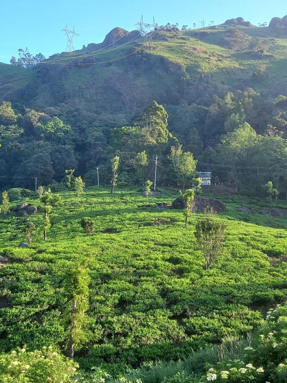 Tea Dale - All Rooms With Tea Estate View Муннар Номер фото